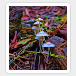 Delicate fungi in forest Sticker